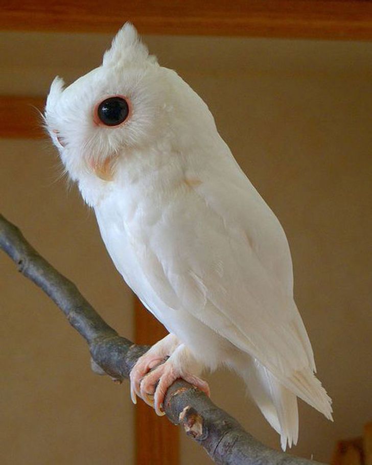 5 Potret Hewan Albino di Dunia, Ada Gagak Hingga Buaya