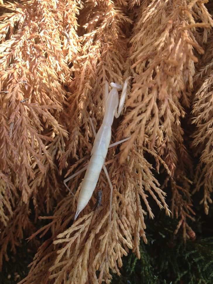 5 Potret Hewan Albino di Dunia, Ada Gagak Hingga Buaya