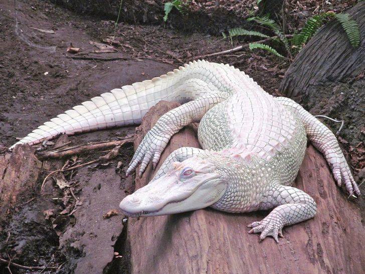 5 Potret Hewan Albino di Dunia, Ada Gagak Hingga Buaya
