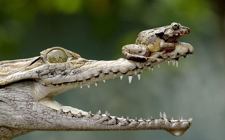 Nangkring di Atas Buaya, 5 Penampakan Hewan yang Gak Kenal Takut