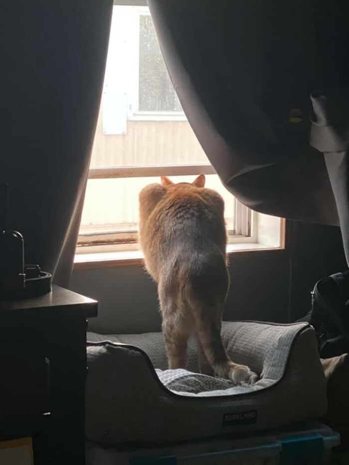 5 Foto Kucing Terlucu dari Merem hingga Melet, Tingkahnya Ada-ada Aja