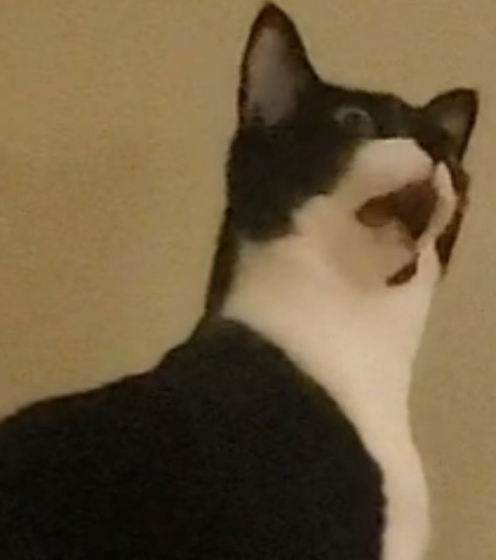5 Foto Kucing Terlucu dari Merem hingga Melet, Tingkahnya Ada-ada Aja