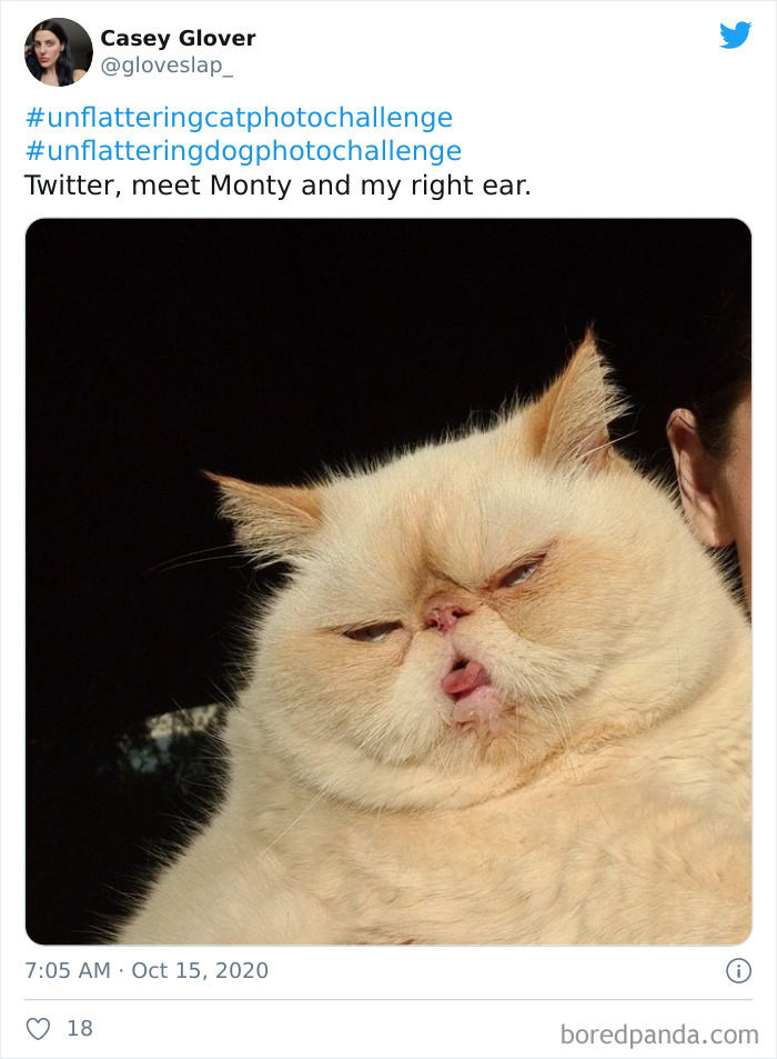 5 Foto Kucing Terlucu dari Merem hingga Melet, Tingkahnya Ada-ada Aja