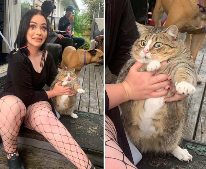 5 Foto Kucing Terlucu dari Merem hingga Melet, Tingkahnya Ada-ada Aja