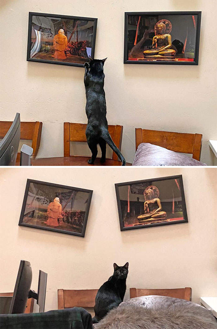 Gak Cuma Gemesin, Ini 5 Bukti Kucing Juga Bisa Bikin Jengkel