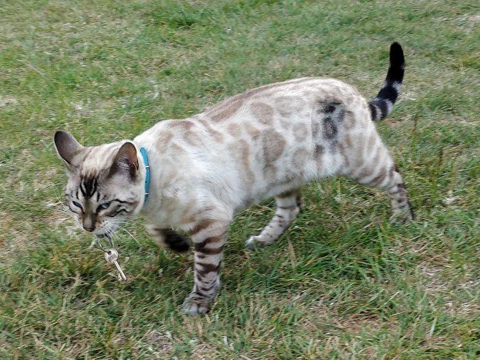 Gak Cuma Gemesin, Ini 5 Bukti Kucing Juga Bisa Bikin Jengkel