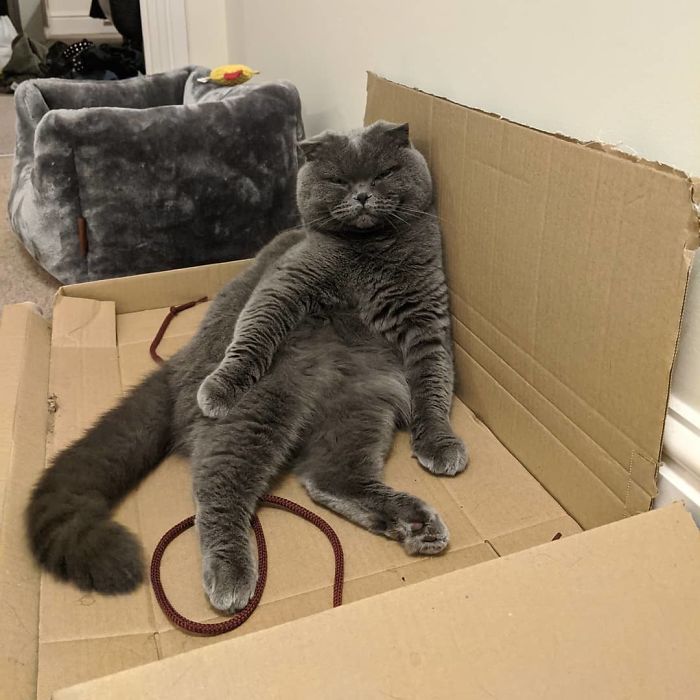 Sederhana, 5 Kucing Ini Lebih Suka Tidur di Kardus Daripada Tempat Tidurnya