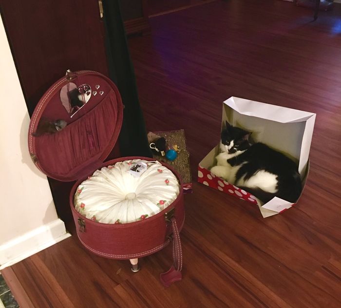 Sederhana, 5 Kucing Ini Lebih Suka Tidur di Kardus Daripada Tempat Tidurnya