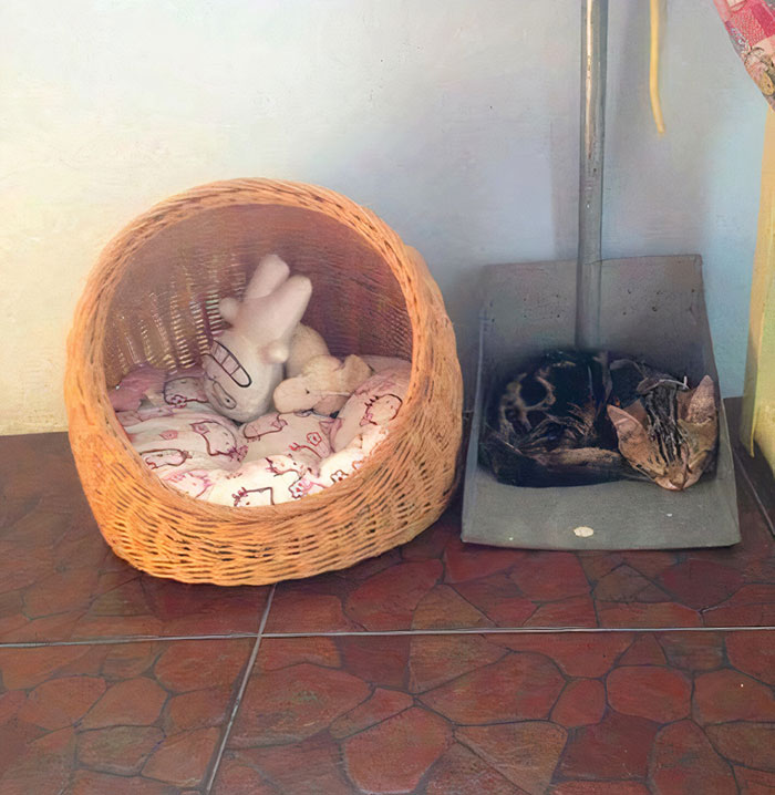 Sederhana, 5 Kucing Ini Lebih Suka Tidur di Kardus Daripada Tempat Tidurnya