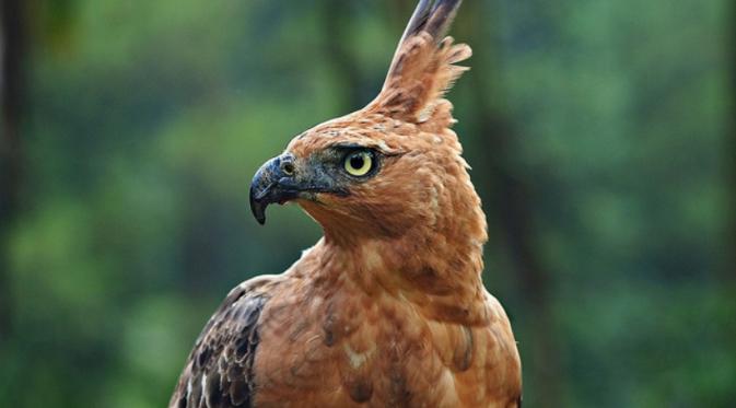 Jadi Lambang Negara, Burung Mitologi Garuda Pernah Jadi Kendaraan Dewa Wisnu