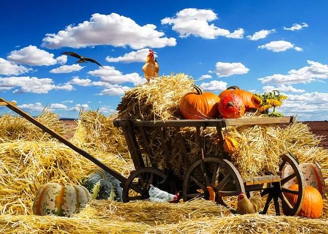 Perayaan Thanksgiving, Tradisi Syukur di Amerika Serikat Setiap Akhir Nopember