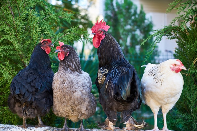 Jangan Berlebihan, 5 Bahaya Ayam Broiler dan Cara Sehat Mengonsumsinya
