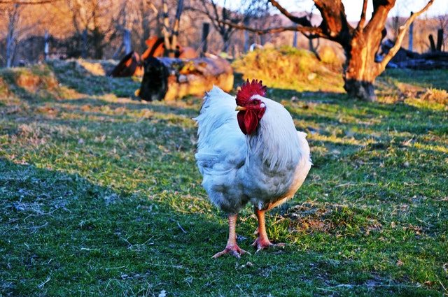 Jangan Berlebihan, 5 Bahaya Ayam Broiler dan Cara Sehat Mengonsumsinya