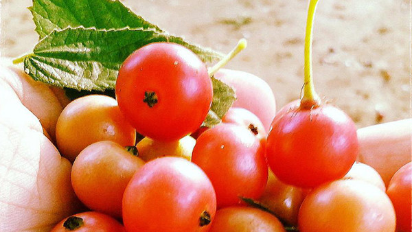 5 Manfaat Buah Kersen, Untuk Antibiotik Hingga Menjaga Gula Darah