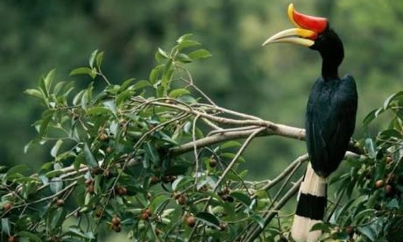 Mengenal Burung Enggang, Punya Paruh Seperti Tanduk dan Dianggap Keramat