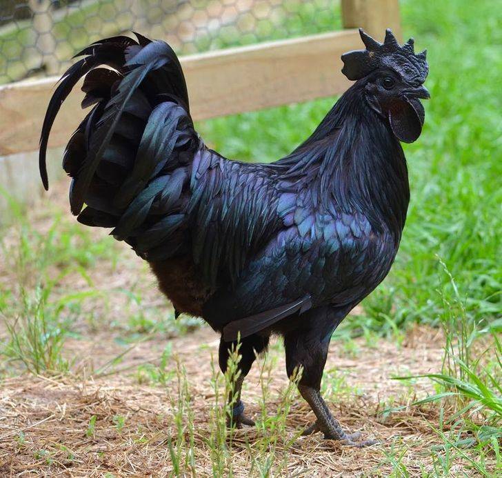 Bukan Albino, 5 Hewan ini Justru Memiliki Warna Hitam Pekat