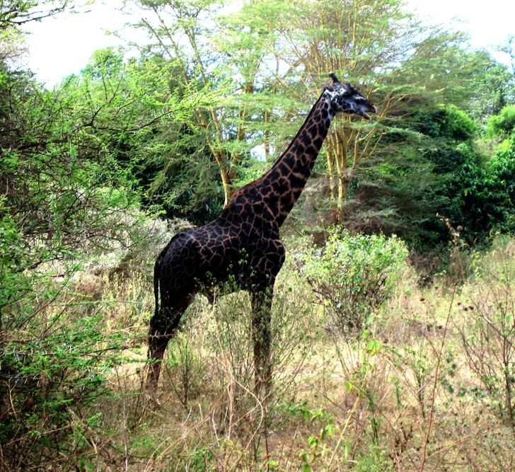 Bukan Albino, 5 Hewan ini Justru Memiliki Warna Hitam Pekat