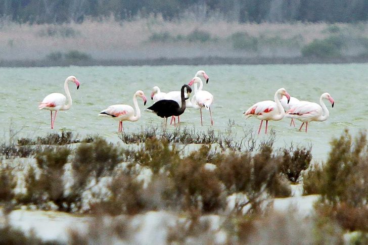 Bukan Albino, 5 Hewan ini Justru Memiliki Warna Hitam Pekat