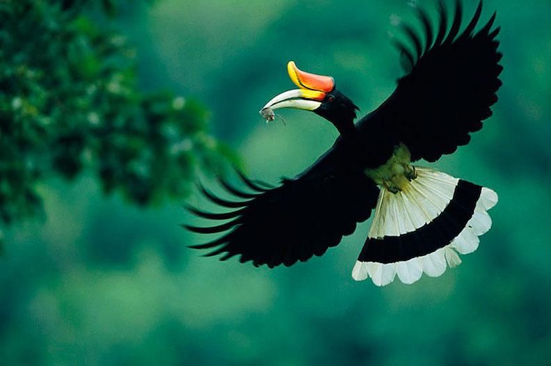 Mengenal Burung Enggang, Punya Paruh Seperti Tanduk dan Dianggap Keramat