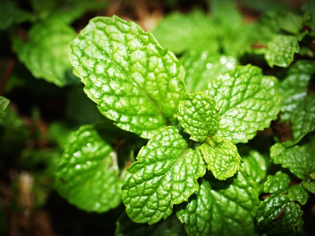 Enak dan Segar, 5 Manfaat Daun Spearmint untuk Tubuh