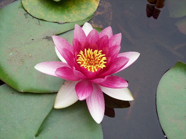 Mudah Dirawat, 5 Tanaman Air Cantik untuk Kolam di Rumah