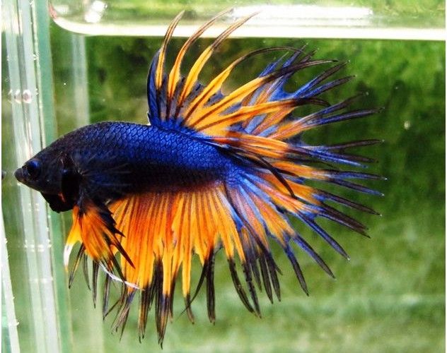 Lagi Hits, 5 Jenis Ikan Cupang yang Populer Jadi Hewan Peliharaan