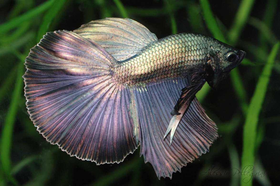 Lagi Hits, 5 Jenis Ikan Cupang yang Populer Jadi Hewan Peliharaan