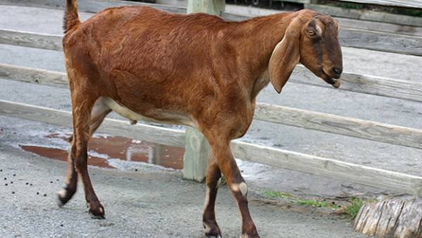 Tanpa Lemak, 5 Jenis Kambing yang Hasilkan Banyak Susu dan Daging