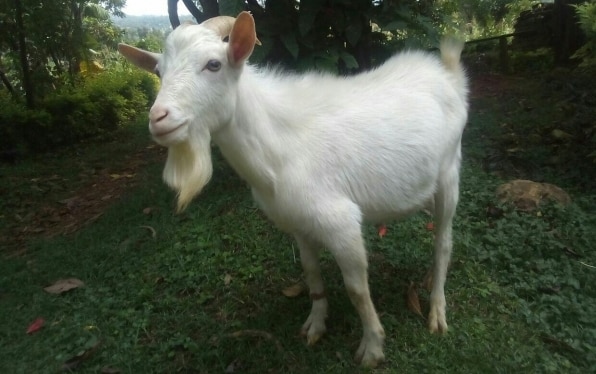 Tanpa Lemak, 5 Jenis Kambing yang Hasilkan Banyak Susu dan Daging