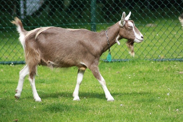 Tanpa Lemak, 5 Jenis Kambing yang Hasilkan Banyak Susu dan Daging