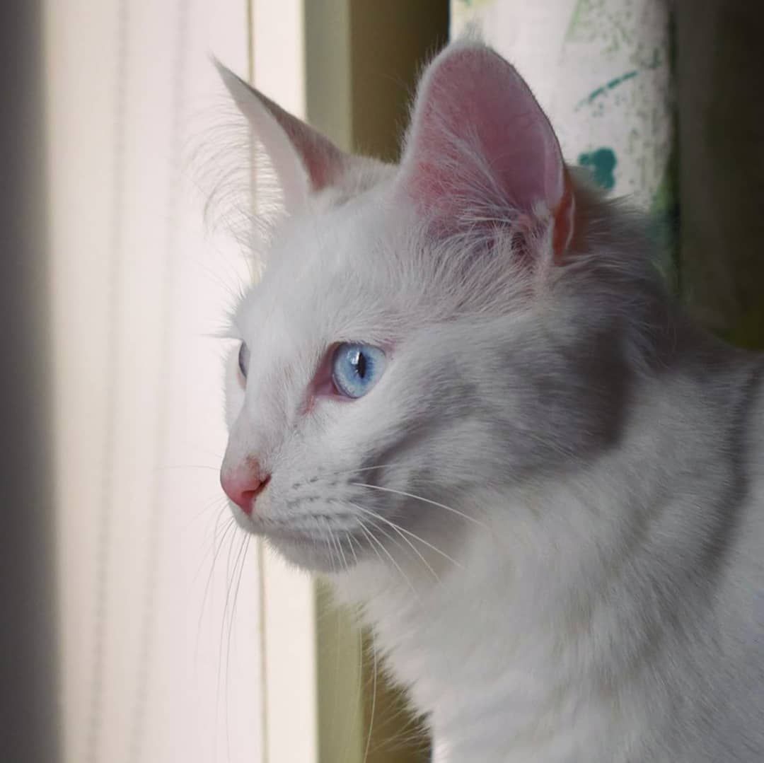 5 Ciri Kucing Anggora Asli, Gak Cuma Dilihat dari Bulunya