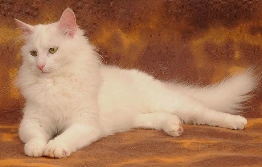 5 Ciri Kucing Anggora Asli, Gak Cuma Dilihat dari Bulunya