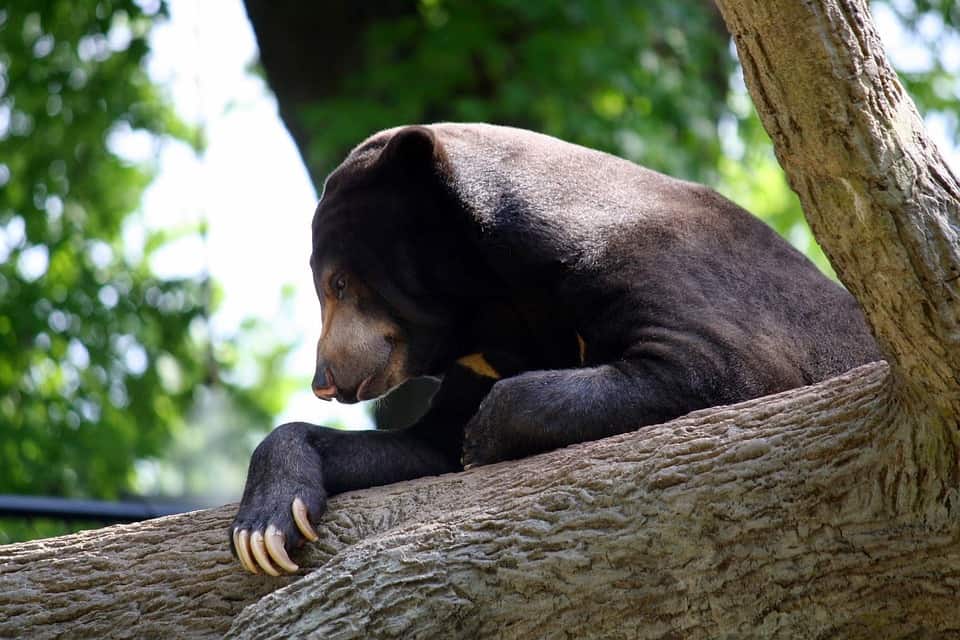 Sun Bear, Beruang Madu Terkecil Sedunia Ada di Indonesia