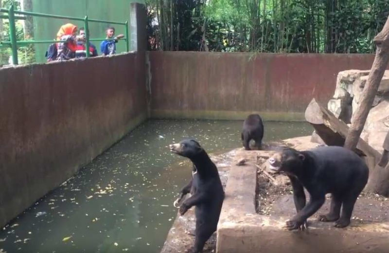 Sun Bear, Beruang Madu Terkecil Sedunia Ada di Indonesia