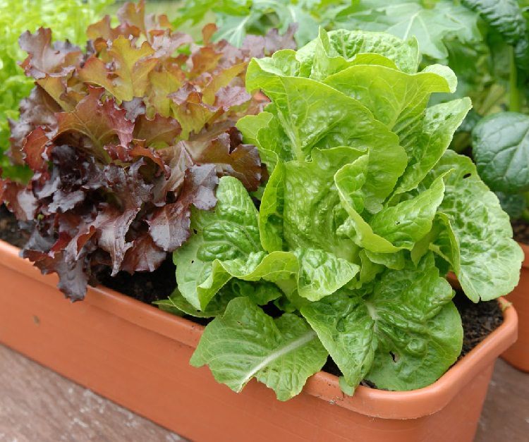 Tinggal Petik, 5 Sayur dan Bumbu Dapur yang Bisa Ditanam di Pot