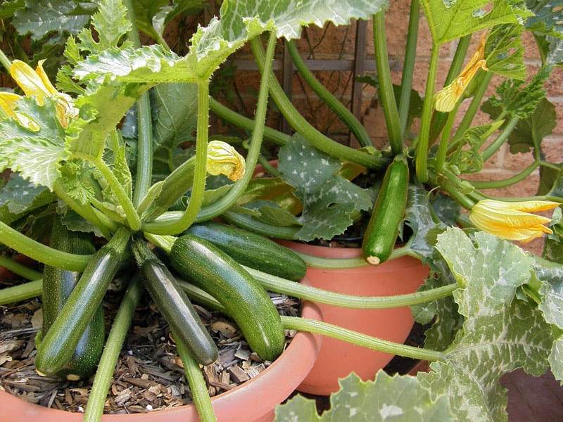 Tinggal Petik, 5 Sayur dan Bumbu Dapur yang Bisa Ditanam di Pot