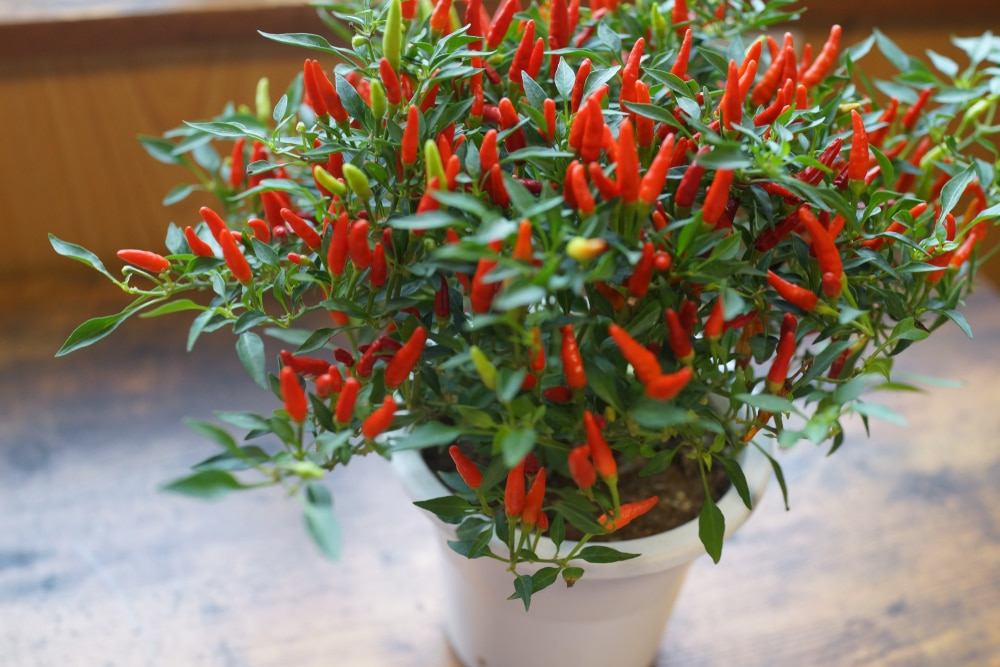 Tinggal Petik, 5 Sayur dan Bumbu Dapur yang Bisa Ditanam di Pot