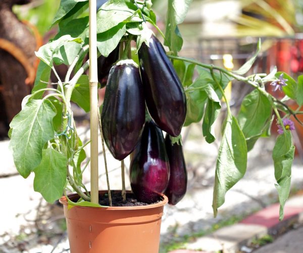 Tinggal Petik, 5 Sayur dan Bumbu Dapur yang Bisa Ditanam di Pot
