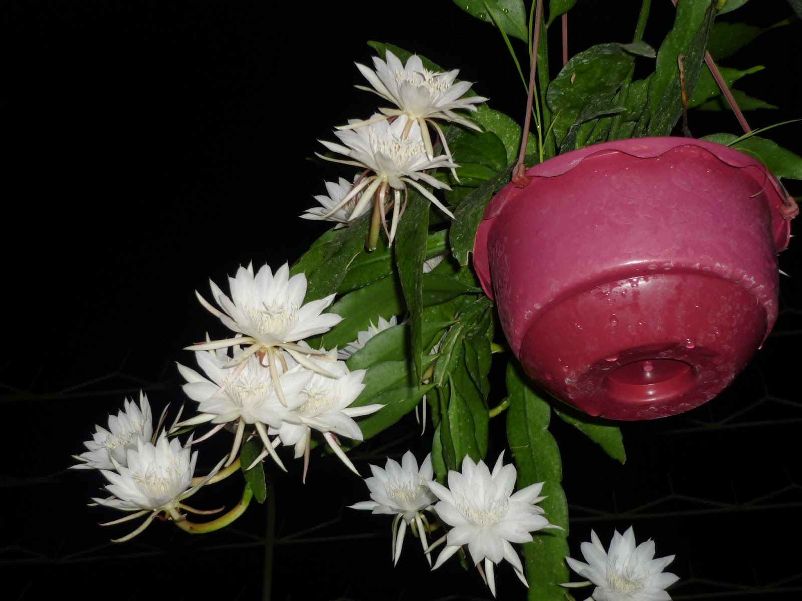 Mitos Bunga Wijaya Kusuma, Pembawa Keberuntungan yang Hanya Mekar di Malam Hari