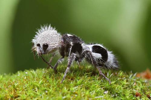 hewan-semut-panda-lebah-tanpa-sayap-yang-sangat-beracun