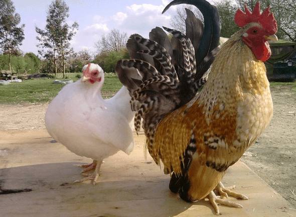 Ayam Kate, Bulunya Unik dan Dipelihara Sebagai Hewan Hias