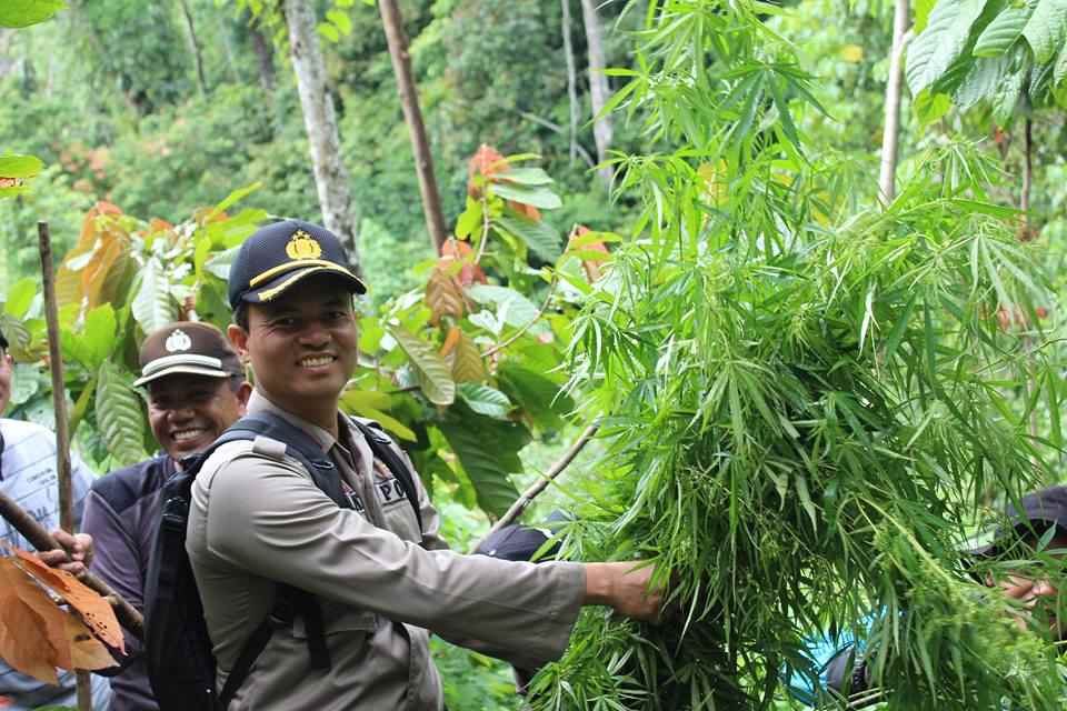Bakong Gayo Khas Aceh, Tembakau Hijau yang Beraroma Ganja