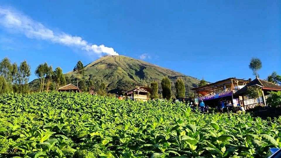 Bakong Gayo Khas Aceh, Tembakau Hijau yang Beraroma Ganja