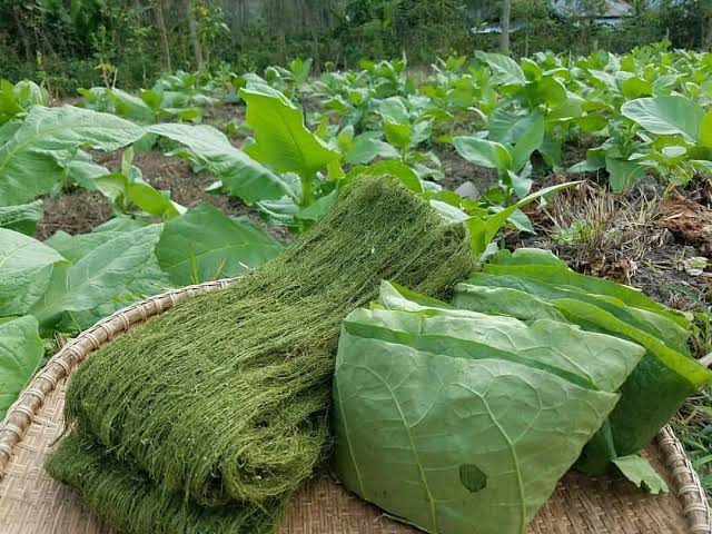 Bakong Gayo Khas Aceh, Tembakau Hijau yang Beraroma Ganja