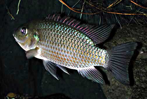 Asal Usul Mujair, Ikan Favorit Sejak Era Kolonial Belanda
