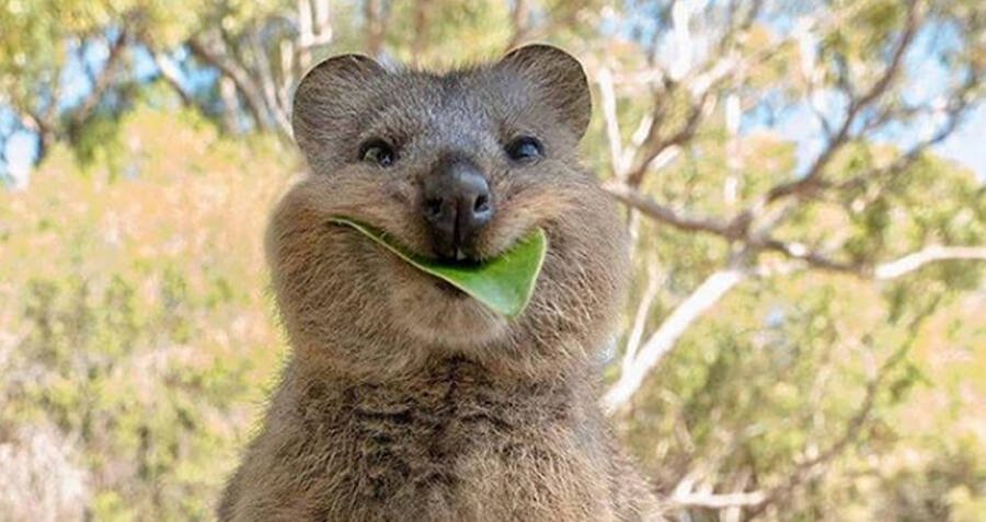 Mengenal Quokka, Hewan Paling Bahagia di Dunia yang Suka Difoto