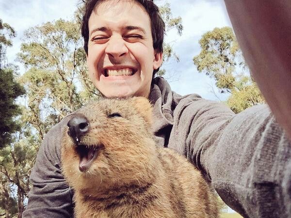 Mengenal Quokka, Hewan Paling Bahagia di Dunia yang Suka Difoto