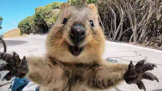 Mengenal Quokka, Hewan Paling Bahagia di Dunia yang Suka Difoto