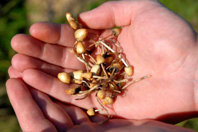 Magic Mushroom, Jamur Ajaib yang Bisa Memicu Halusinasi