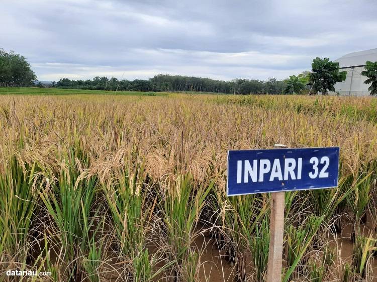 Cara Lengkap Menanam Padi Inpari 32